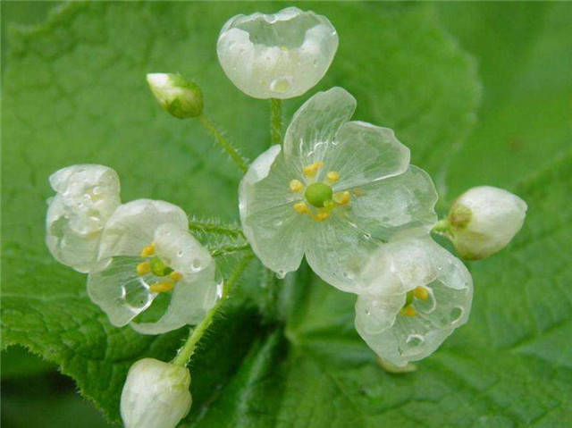 神秘的会"隐身"的山荷花,雨后的它比荷花还美!