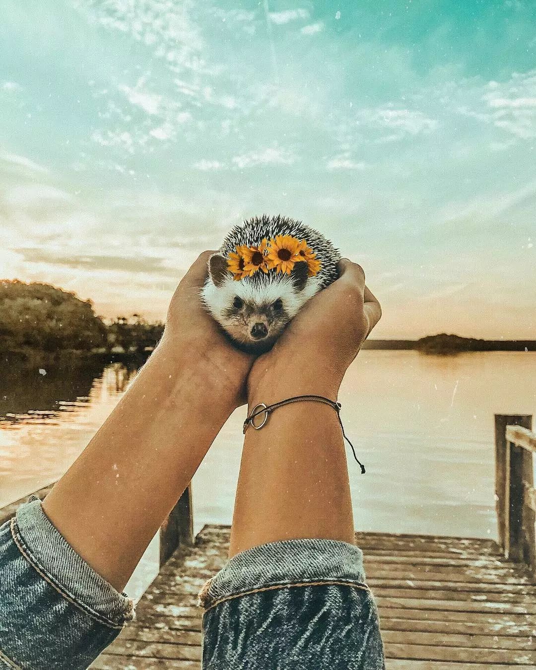 网红刺猬环游世界130万粉丝盼着它更新被捧在手心的它活成了我们希望