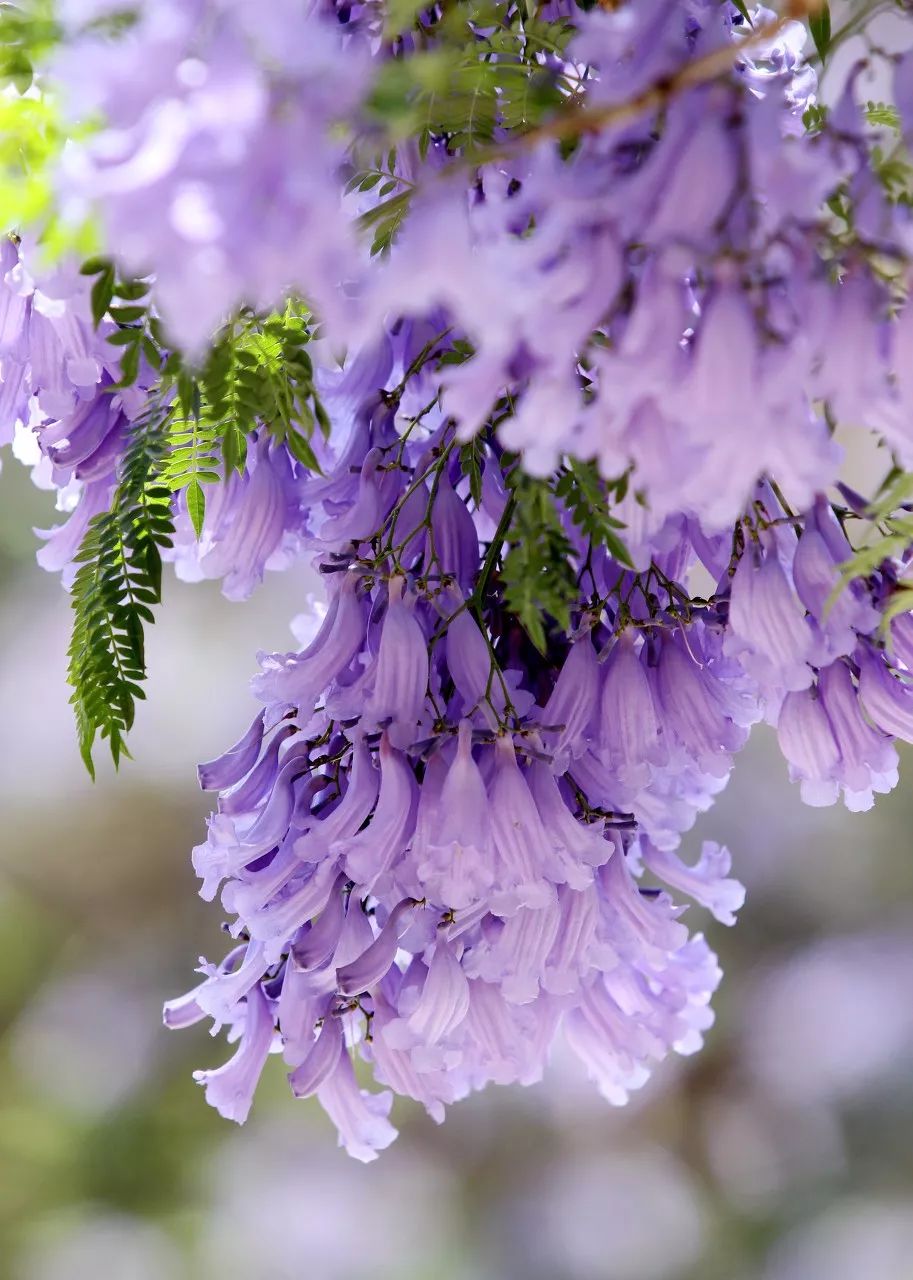 初夏的重庆蓝花楹肆意盛开美到犯规