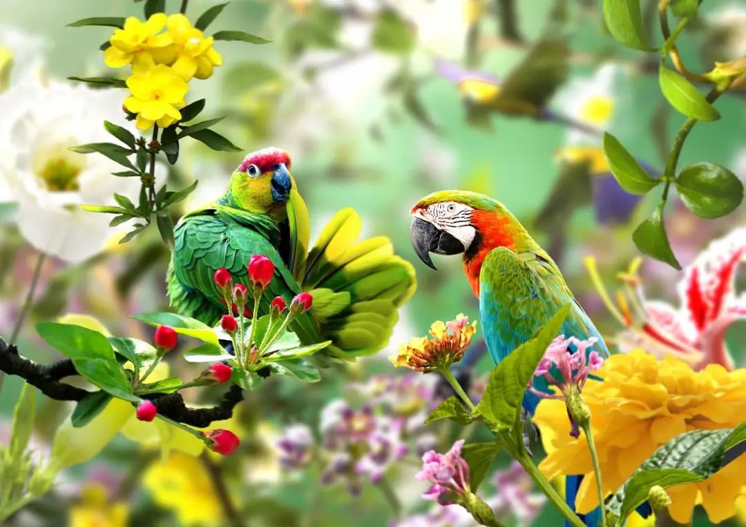 鸟语花香美到心醉