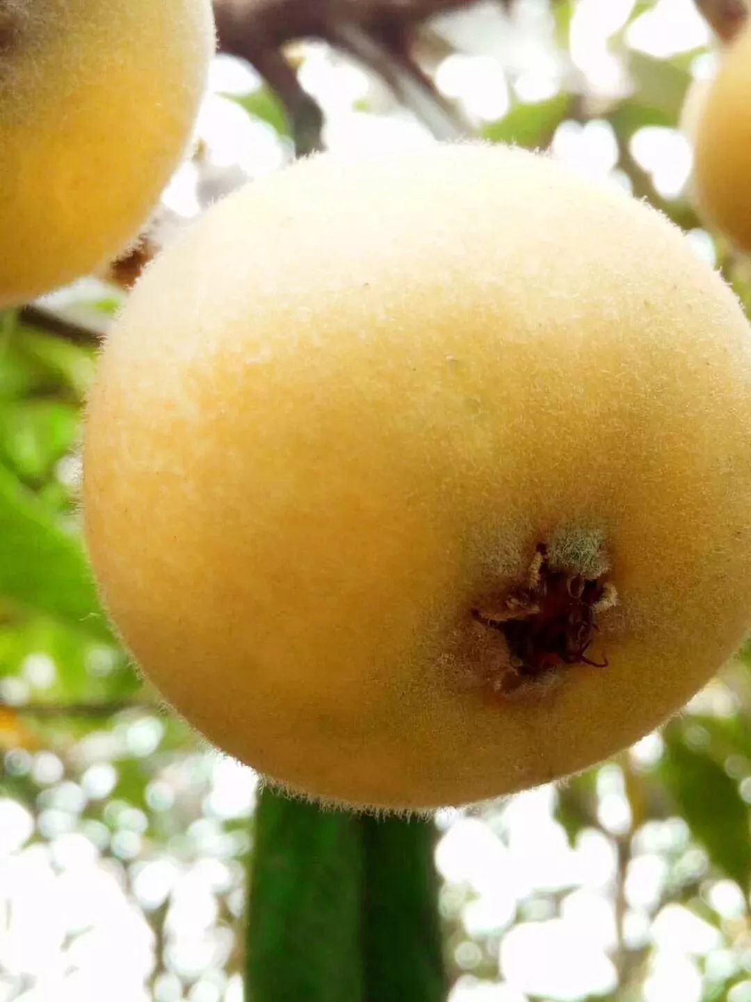 夏天,从期待一颗酸甜多汁的西山青种枇杷开始!_苏州