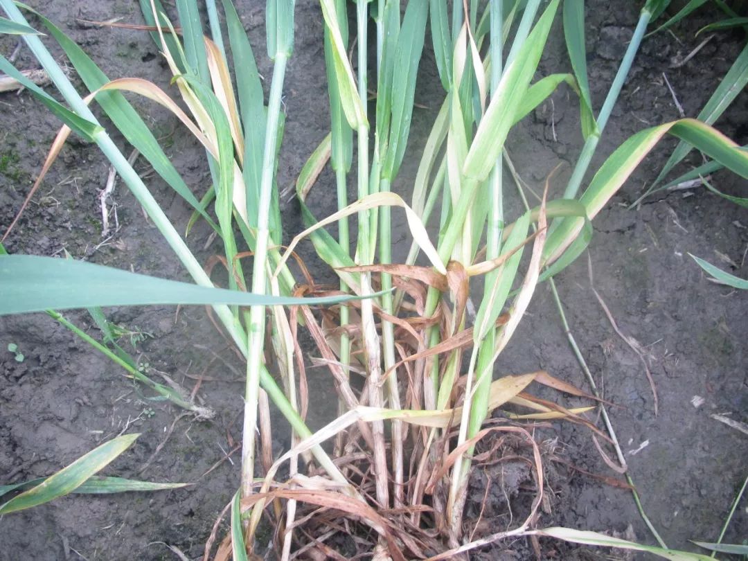 小麦灌浆期惊现大量白穗怎么回事