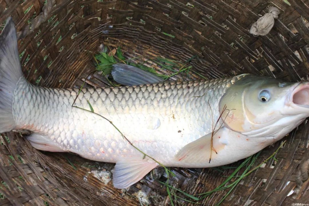 民间荤素饵钓大草夏天拉鱼到手软