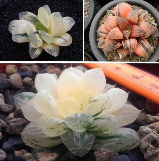 多肉植物出锦惊艳可遇不可求