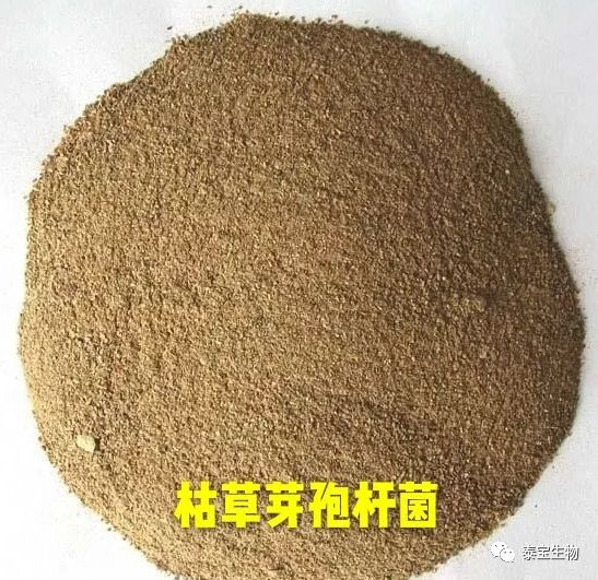 菌中之王枯草芽孢桿菌的前世今生