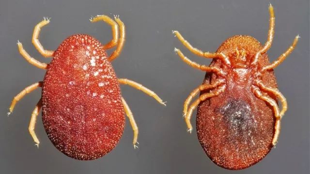 细数蜱虫家族