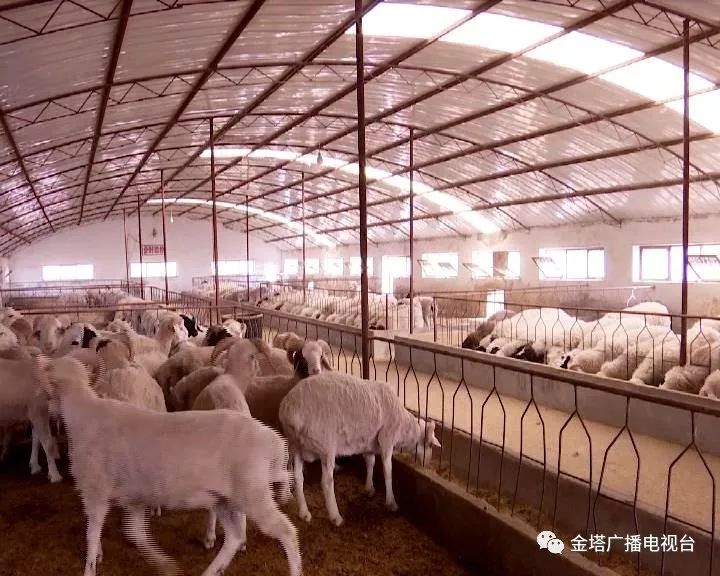 万荣畜产品购销有限责任公司总经理 白万荣:"外地客商特别多,他要哪一