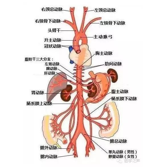 反复胎停育,到了第三次才弄明白是这里发炎了