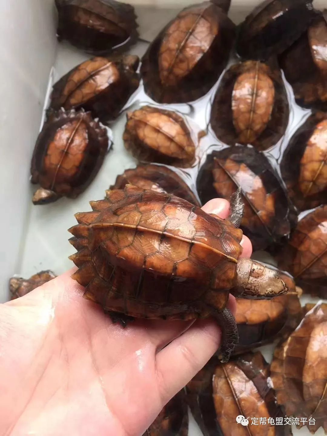 掌中宝迷你小锯缘,价格220元一条,398元一对.看上的请在下方留言!