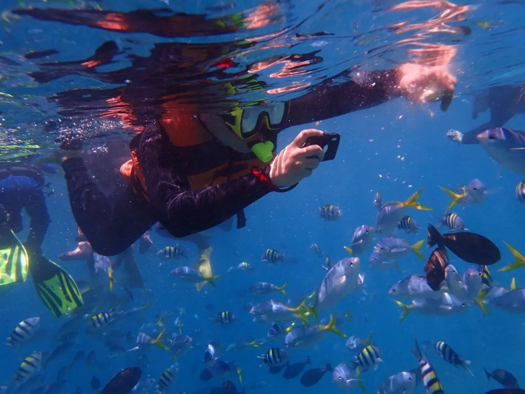 的潜能提高环保意识通过浮潜于海底世界遇见那五光十色的美好景致从