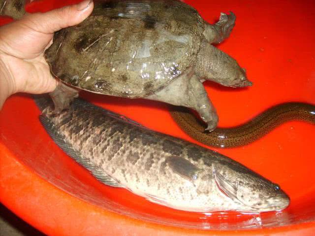 我们的童年是在土台子,泥孩子的学校中度过的.