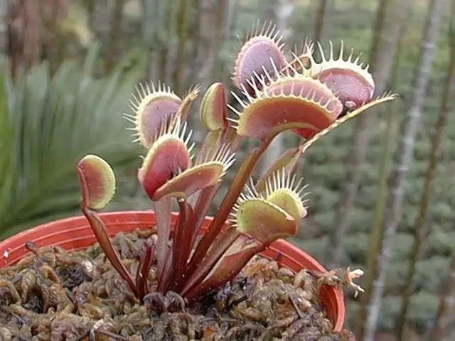 12种驱虫植物帮您告别蚊蝇侵扰