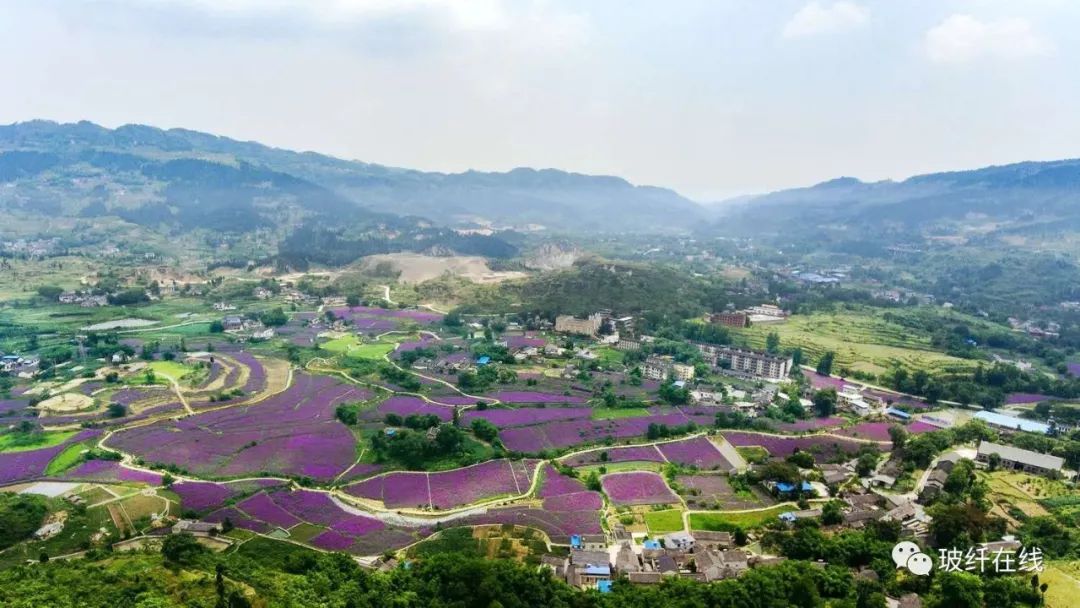 凤栖谷·紫色花海抖音小视频