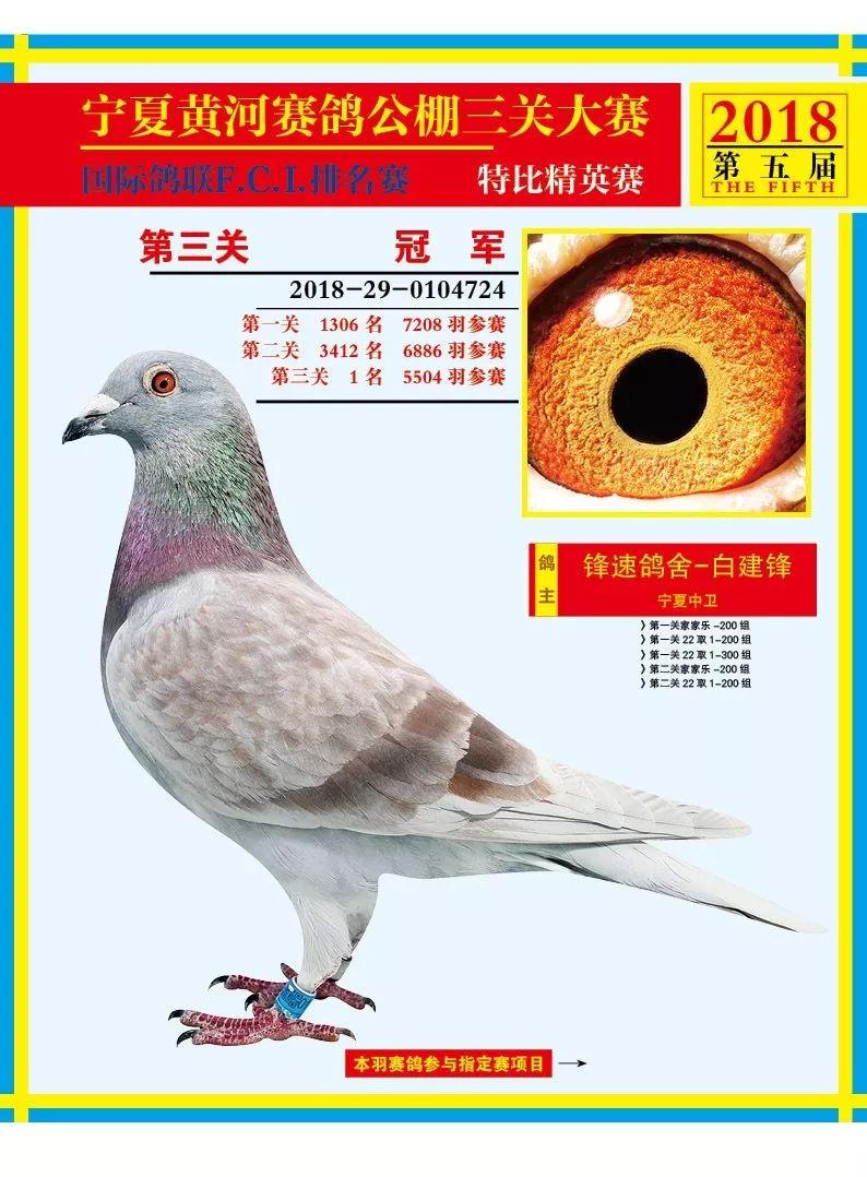 2018年各大公棚冠军鸽欣赏_鸽子