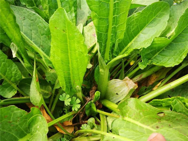 土大王目前是生活中常见的一种野生植物,他生长在地表我们能看见的