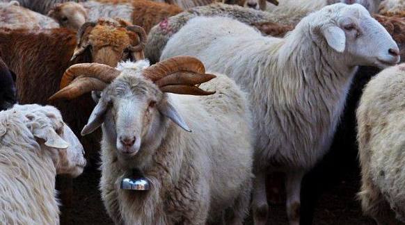 农村惊现六只角的绵羊难道是妖怪转世学问限制了我的认知