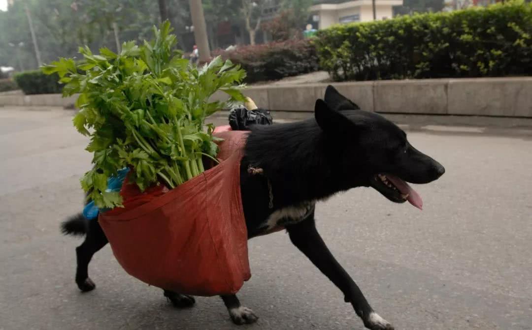 铲屎官不努力,狗子们就都懂事了?好像挺有道理的