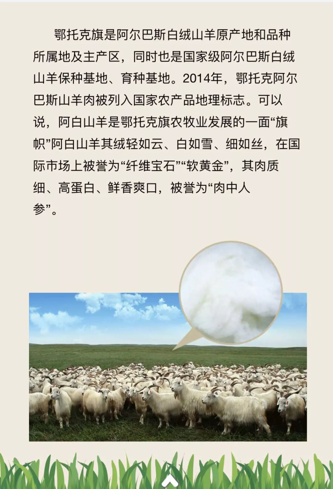 1436臻-选杯阿尔巴斯超细白绒山羊评比大会给你发来邀请函了!