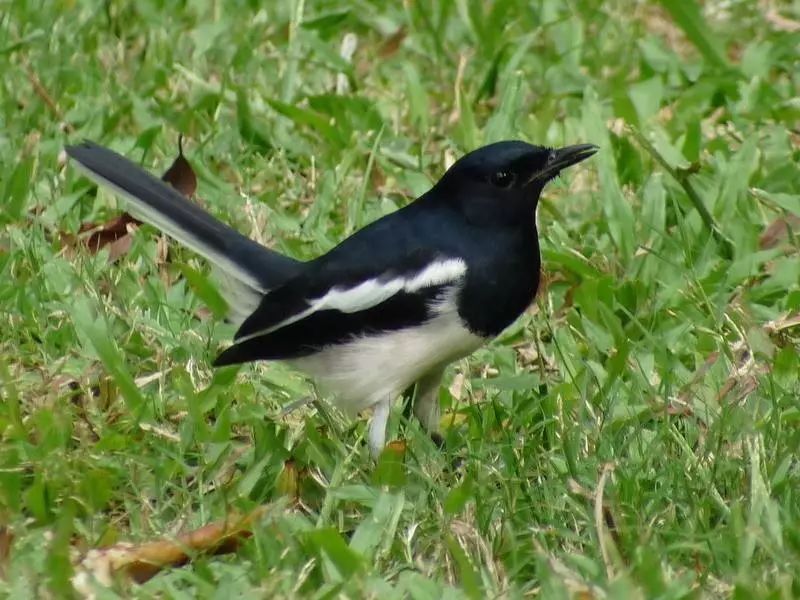 拿起望远镜仔细观察鸟儿的特征,莫老师马上给出这是白头鹎(海南亚种)