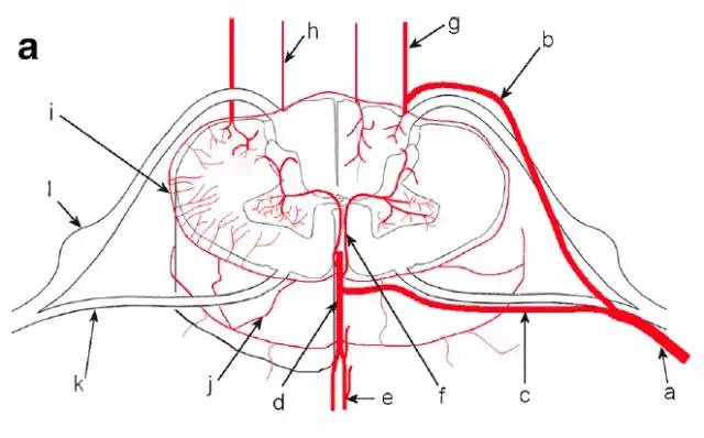 脊髓前后动脉图片