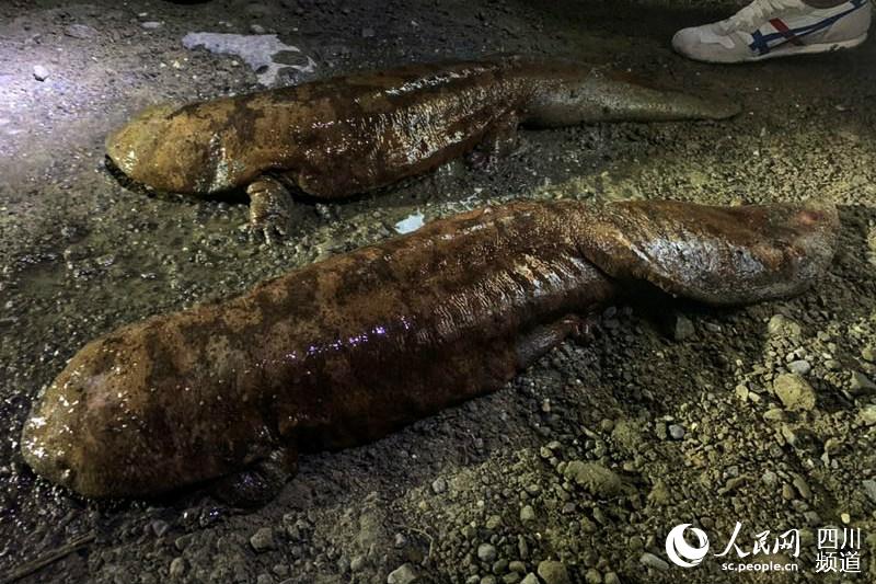 四川阿坝小金惊现中国大鲵 已放归大自然_娃娃鱼