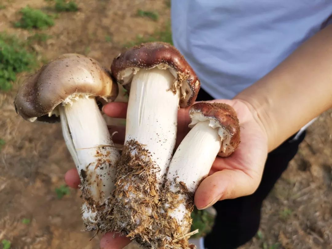 明城农业观光园赤松茸开始采摘了绿色滋补鲜美