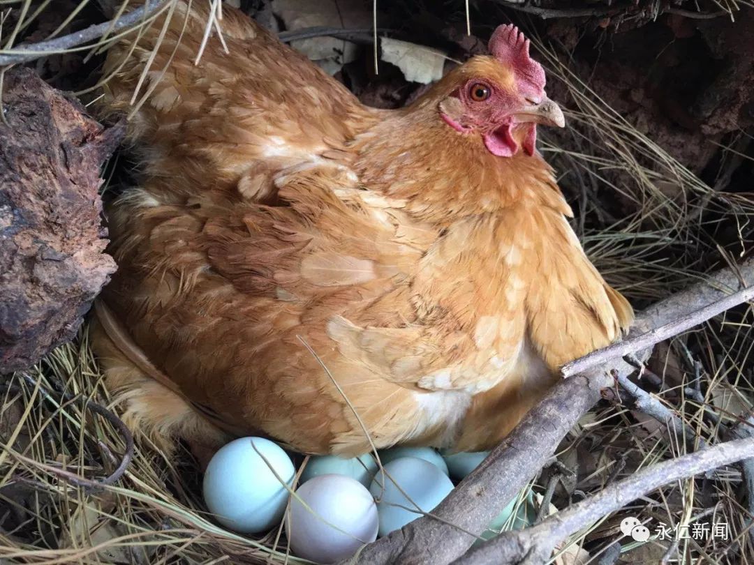 爱心助农中和镇他的苴村大量散养山窝公鸡绿壳鸡蛋找销路