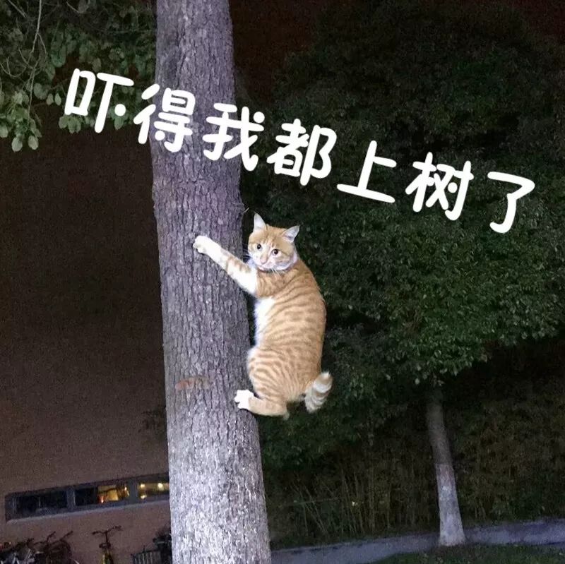 哎哟我去爬树一时爽,忘了我恐高啊啊啊妈妈我要下去ヽ(*.