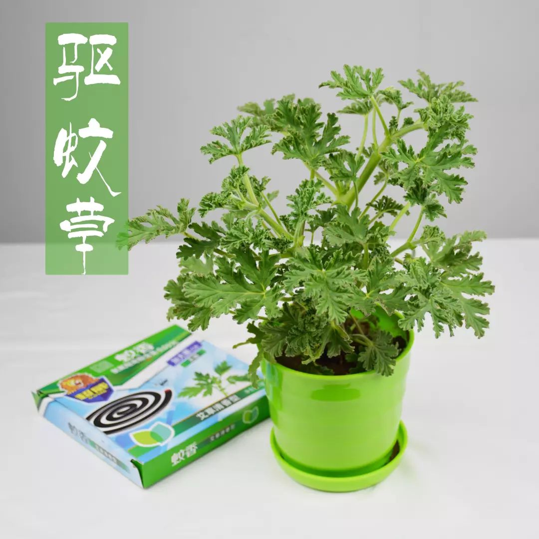 12种驱虫植物帮您告别蚊蝇侵扰