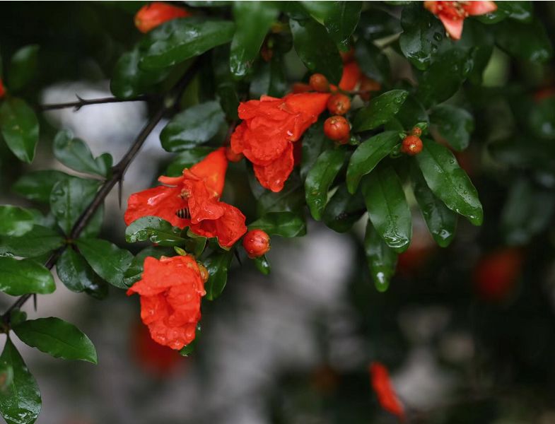 风雨过后的农耕年华,石榴花更艳,枇杷更甜啦!