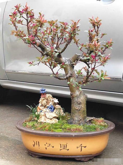 原创岭南艺术盆景是把大自然之美浓缩于咫尺盆盎之中欣赏盆景作品