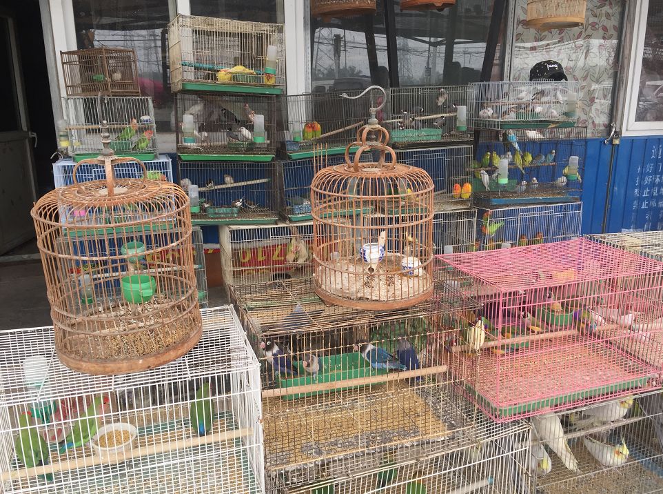 违法买卖保护动物通州这个市场竟然有人在卖这个