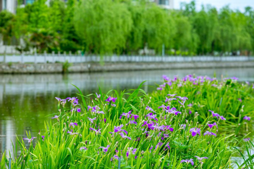 浮桥河湿地公园图片