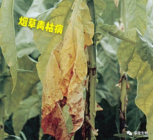 2010年张成省研究发现枯草芽孢杆菌对防治烟草赤星病效果显著;曹春娜