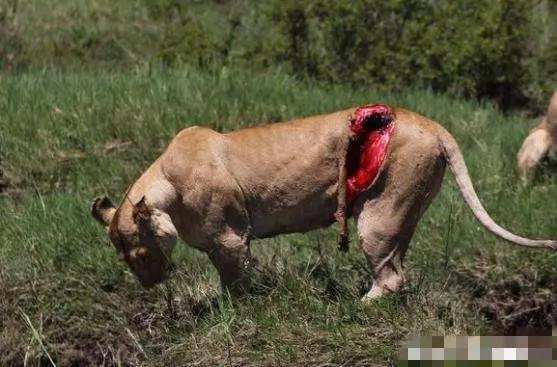 发现受伤的狮子并给予了救治,谁知道两个月后居然发生了这样的事_伤口