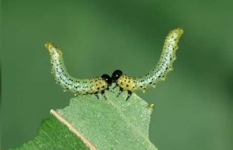月季叶蜂幼虫基本都是集体行动的,而且有叶片吃的时候是不会乱跑的