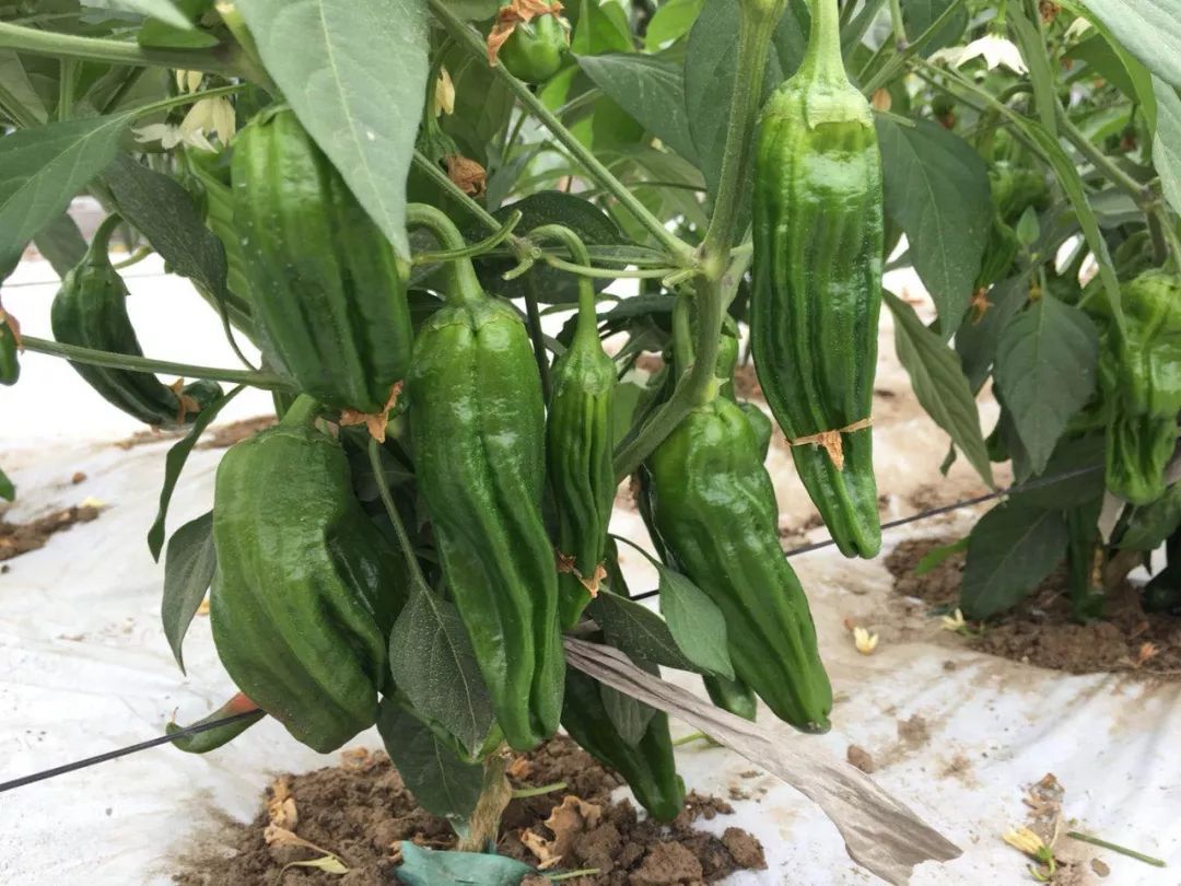 泡椒,改良猪大肠,初照人,杭椒8号……银蜜58,甬越1号,香山雪蜜,绿贵人