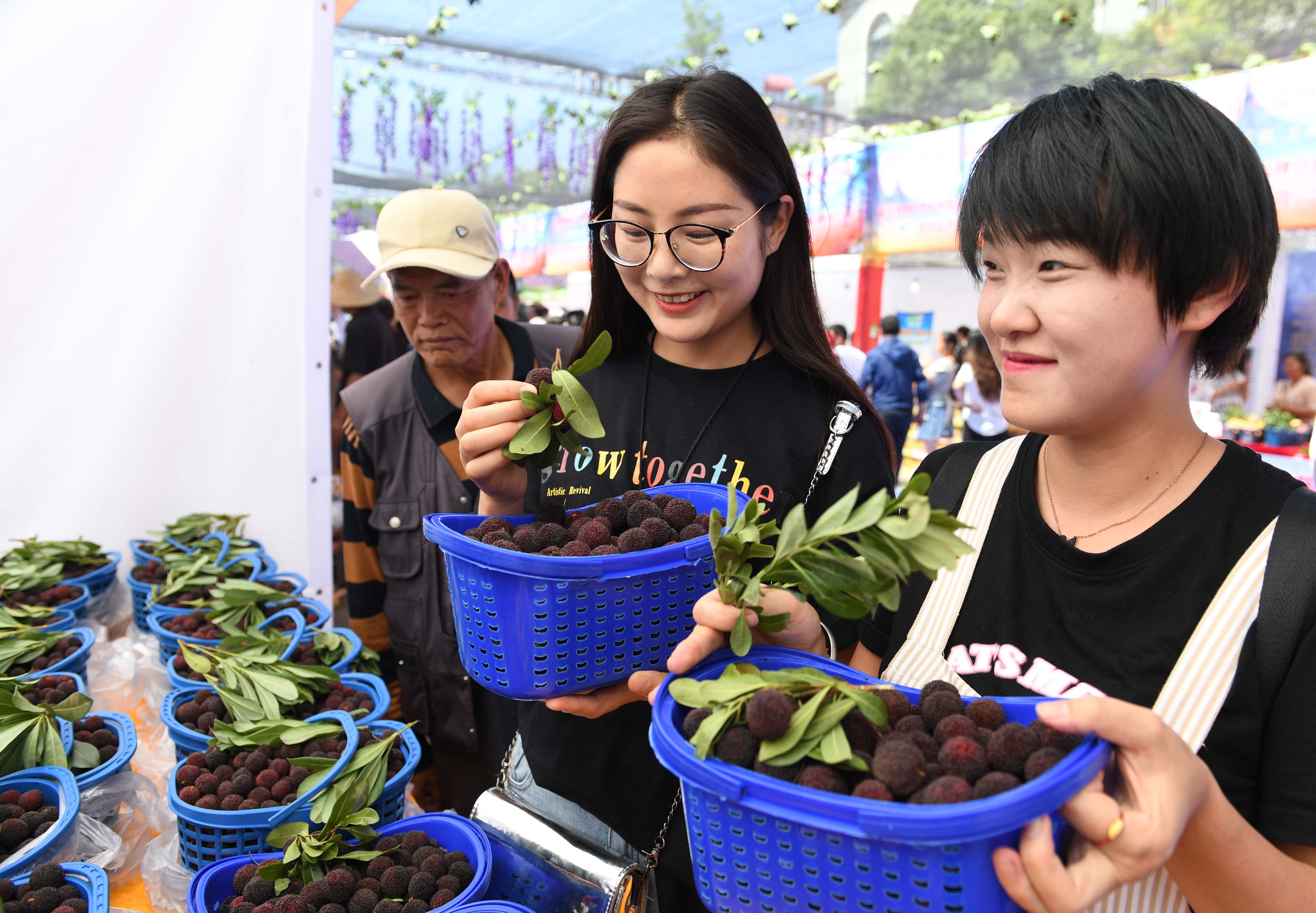 云南富民举办杨梅文化节