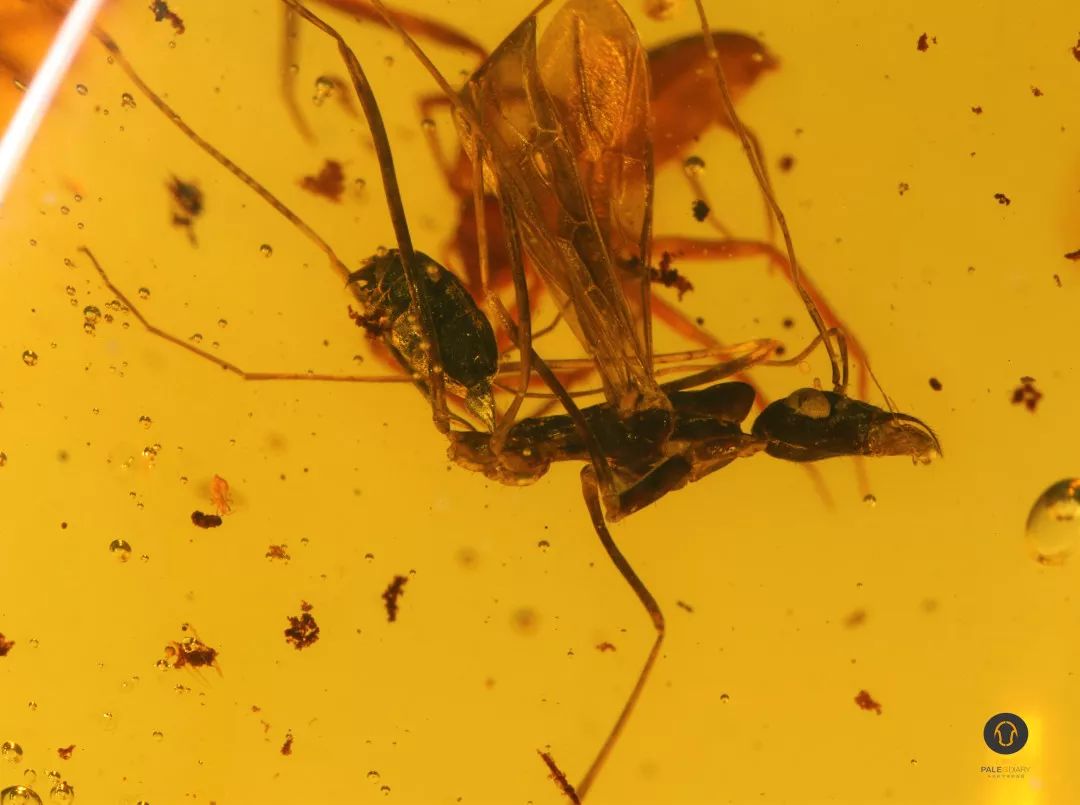 孩子的61奇趣礼物多米尼加虫珀小礼盒