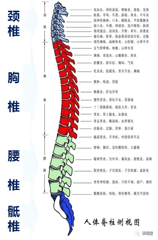 与现代脊柱生理解剖学,生物力学相结合,根据脊椎小关节错位的病理变化
