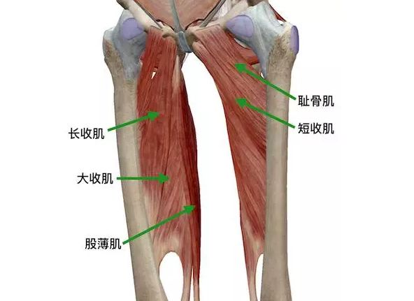 大腿内收肌简图图片