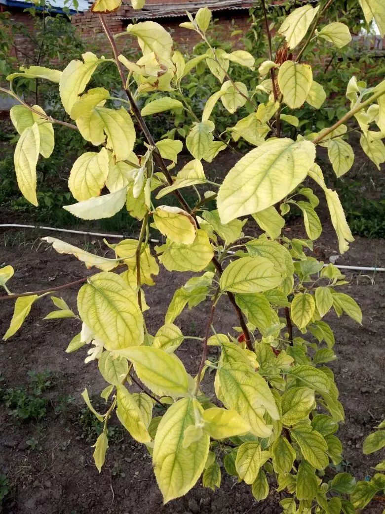 果树黄叶,小叶病跟施肥有关?果农多年试验,结果奇迹出现