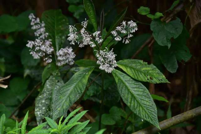 两广地区才能见的走马胎是民间常用跌打药两脚走路离不开