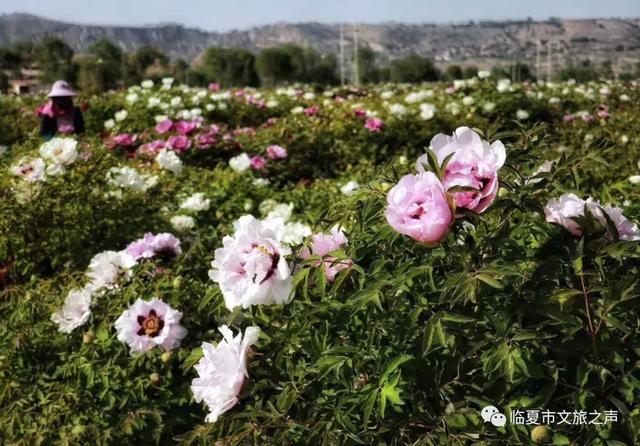 进入5月,临夏紫斑牡丹陆续盛开,花期长达1个多月.