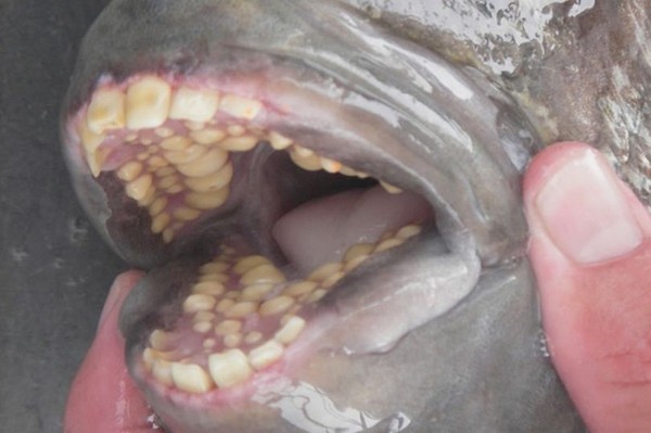 沙滩上干枯鱼尸近看鱼口崩溃竟长整排人类牙齿