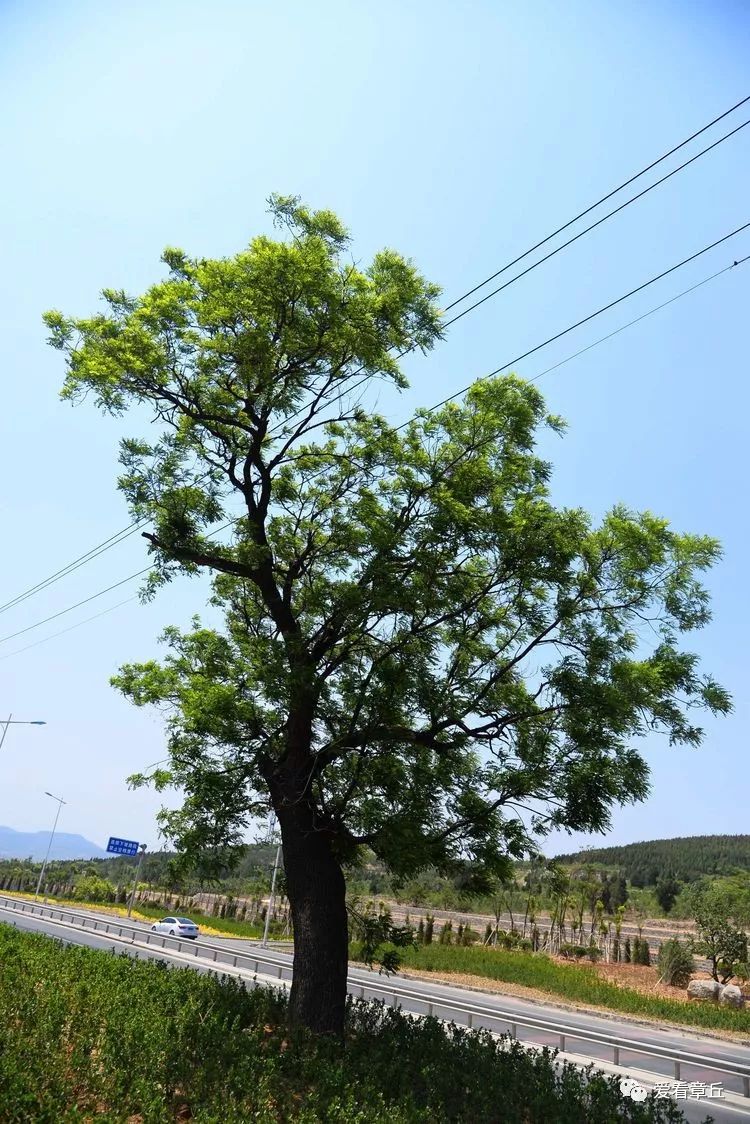 分水岭一棵老槐树见证了这个小村的完整历史