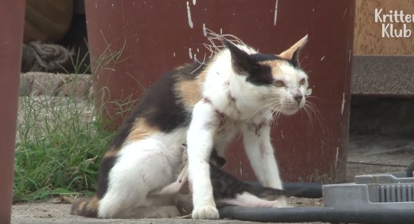 动物丨被勒住脖子每天却拖着猫崽撕心裂肺地走路这只猫妈妈感动网友