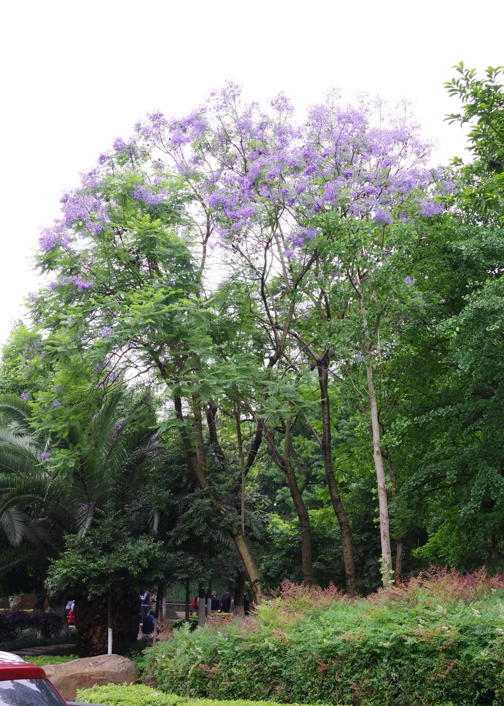 藍花楹樹20公分價格(藍花楹樹20公分價格成都貨源) - 123植物網