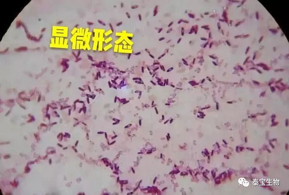 枯草芽孢杆菌显微镜图图片