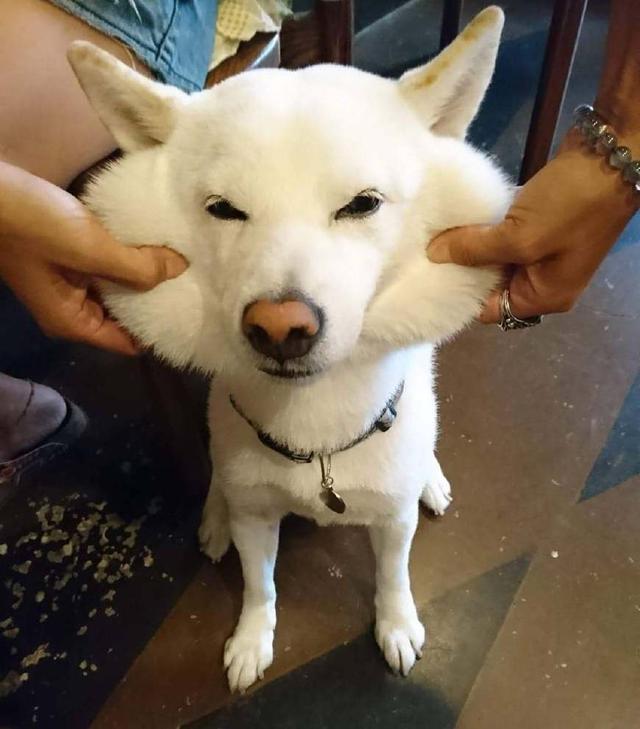 看到柴犬這張大餅一樣的肥臉，不把它揉禿嚕皮，都對不起自己的手 未分類 第7張